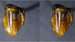 9.7 Million Year old teeth fossils found in Germany
