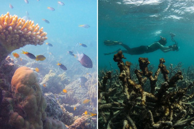 A better coral reef, Great barrier Reef