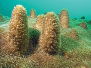 Building a better coral reef