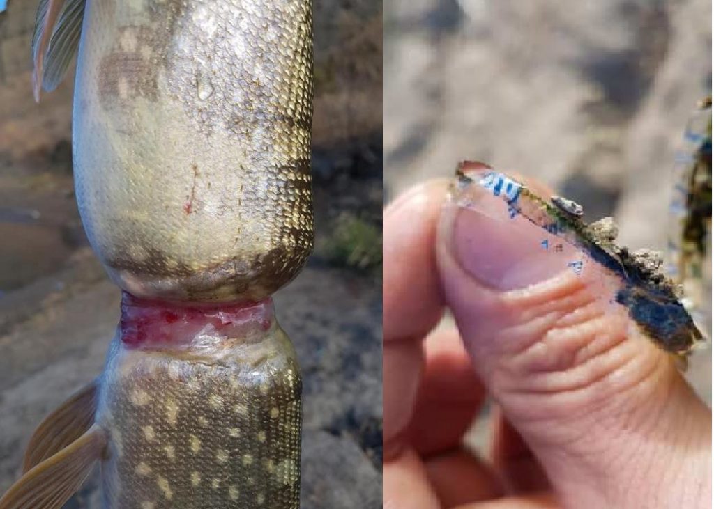Angler catches deformed fish growing around plastic drink wrapper