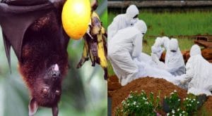 Latest Info of Nipah Virus - How you can Prevent it
