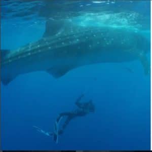 Dubai Crown Prince Shaikh Hamdan swimming with Giant Whale shark2